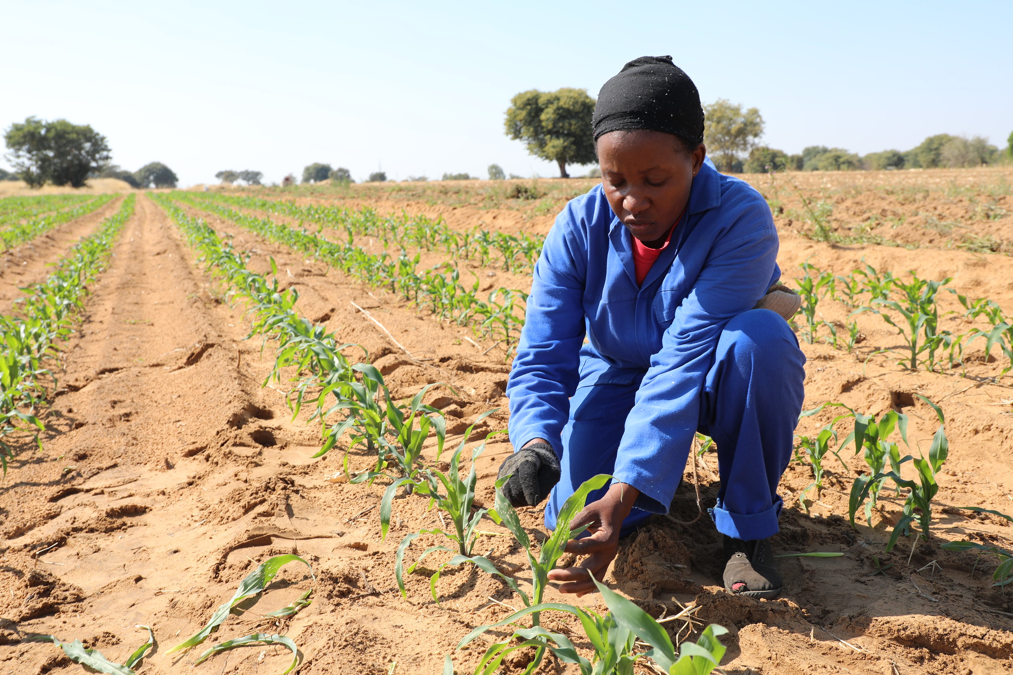 E-agriculture